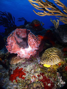 The colors of Cozumel by Steven Anderson 